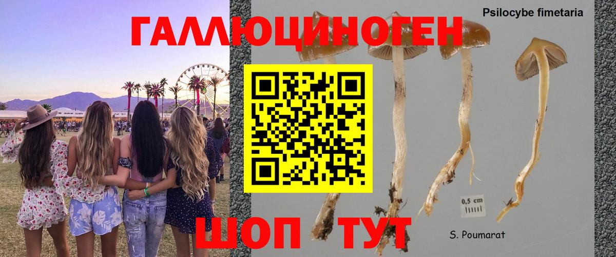 Галлюциногенные грибы GOLDEN TEACHER Астрахань